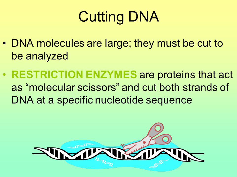 Cutting DNA DNA molecules are large; they must be cut to be analyzed RESTRICTION ENZYMES are proteins that act as molecular scissors and cut both strands of DNA at a specific nucleotide sequence