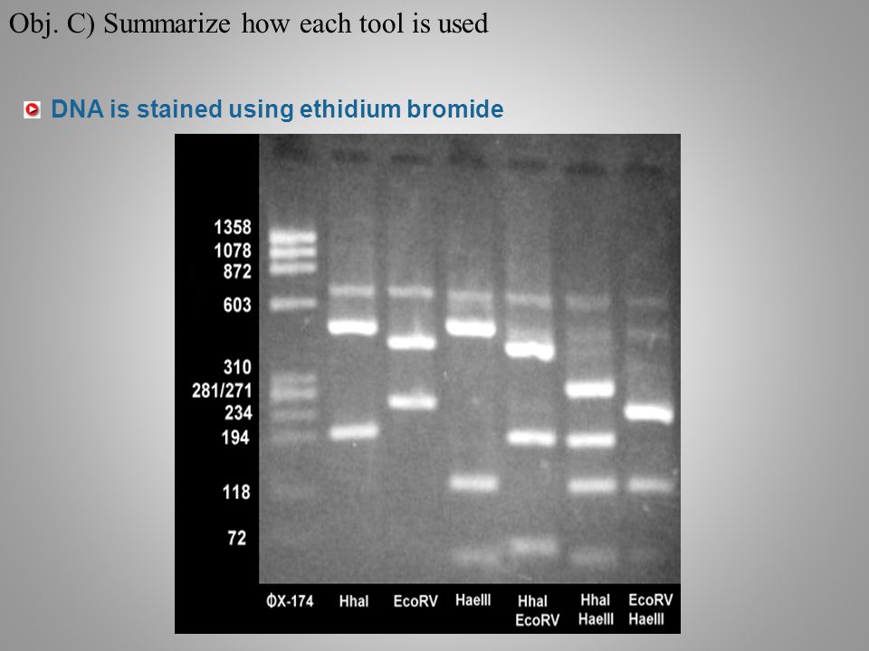 DNA is stained using ethidium bromide Obj. C) Summarize how each tool is used