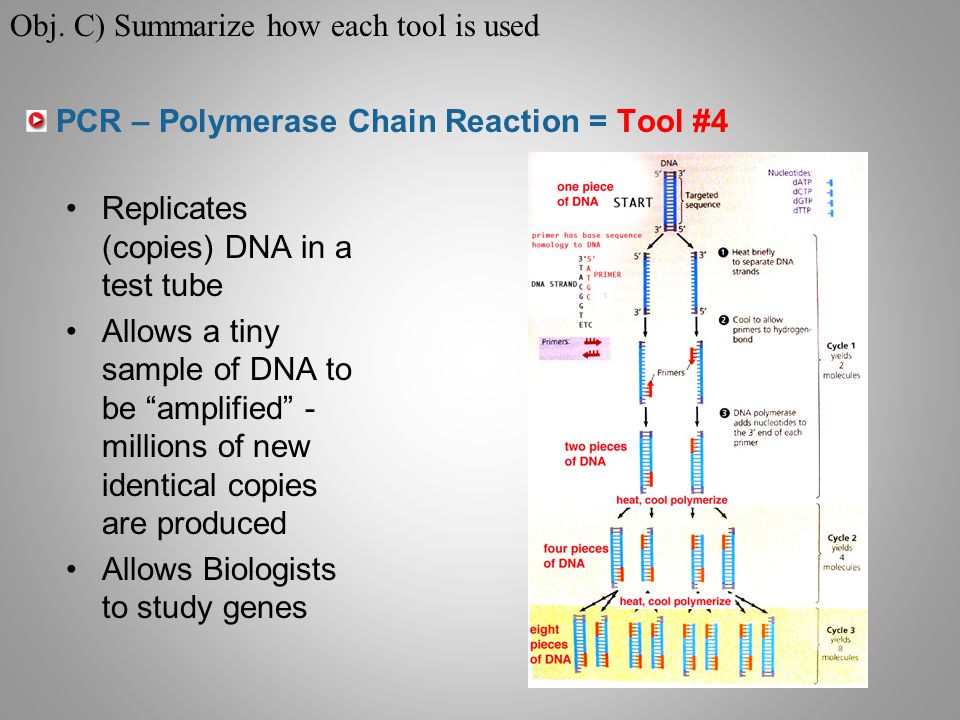 PCR – Polymerase Chain Reaction = Tool #4 Replicates (copies) DNA in a test tube Allows a tiny sample of DNA to be amplified - millions of new identical copies are produced Allows Biologists to study genes Obj.