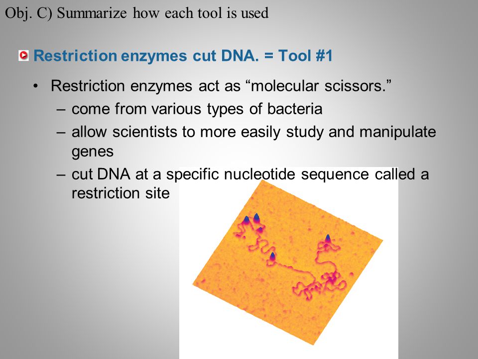 Restriction enzymes cut DNA.