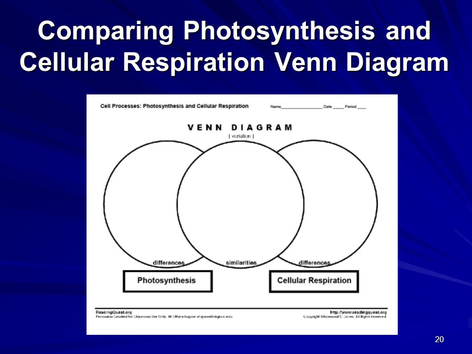 Venn Diagram Of Cellular Respiration And Photosynthesis Photosynthesis And Cellular Respiration Venn Diagram Worksheet