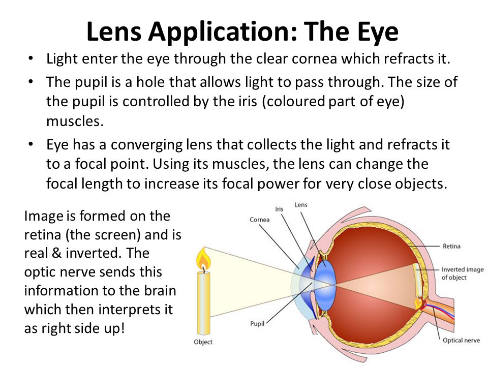 Lens Application: The Eye Light enter the eye through the clear cornea which refracts it.