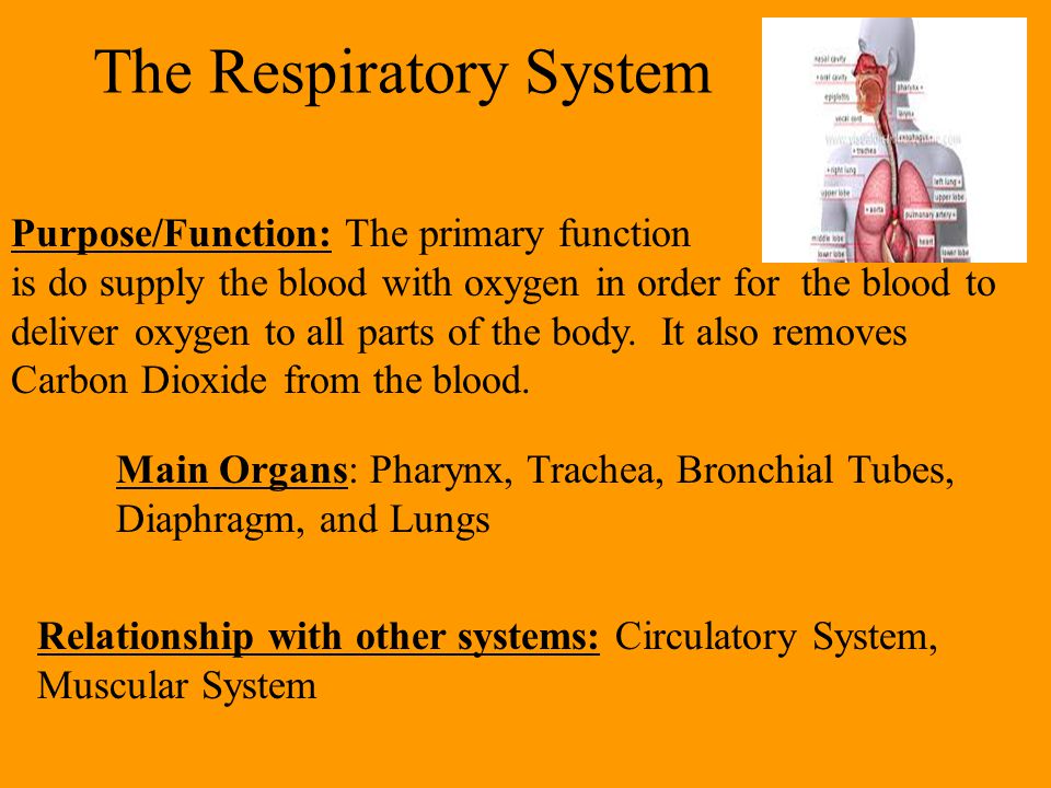 the body systems digestive reproductive excretory immune muscular respiratory system works with what other systems