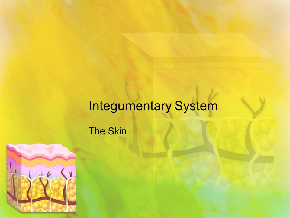 Integumentary System The Skin