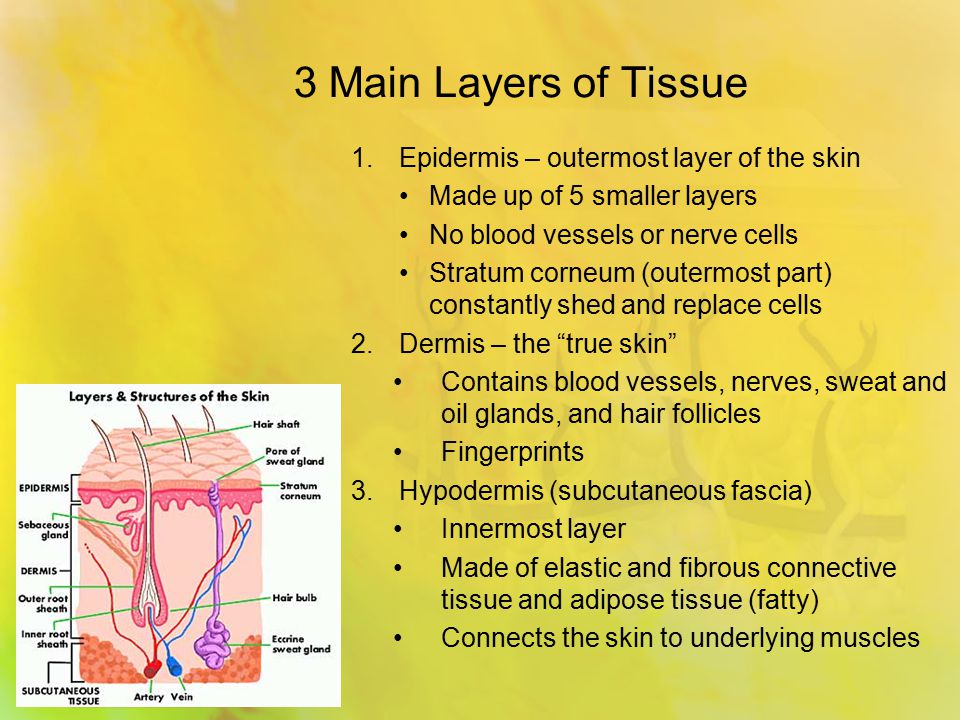 3 Main Layers of Tissue 1.Epidermis – outermost layer of the skin Made up of 5 smaller layers No blood vessels or nerve cells Stratum corneum (outermost part) constantly shed and replace cells 2.Dermis – the true skin Contains blood vessels, nerves, sweat and oil glands, and hair follicles Fingerprints 3.Hypodermis (subcutaneous fascia) Innermost layer Made of elastic and fibrous connective tissue and adipose tissue (fatty) Connects the skin to underlying muscles