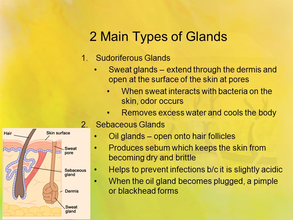 2 Main Types of Glands 1.Sudoriferous Glands Sweat glands – extend through the dermis and open at the surface of the skin at pores When sweat interacts with bacteria on the skin, odor occurs Removes excess water and cools the body 2.Sebaceous Glands Oil glands – open onto hair follicles Produces sebum which keeps the skin from becoming dry and brittle Helps to prevent infections b/c it is slightly acidic When the oil gland becomes plugged, a pimple or blackhead forms