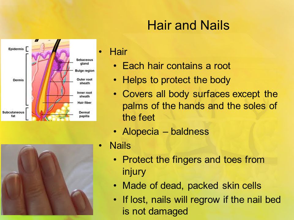 Hair and Nails Hair Each hair contains a root Helps to protect the body Covers all body surfaces except the palms of the hands and the soles of the feet Alopecia – baldness Nails Protect the fingers and toes from injury Made of dead, packed skin cells If lost, nails will regrow if the nail bed is not damaged