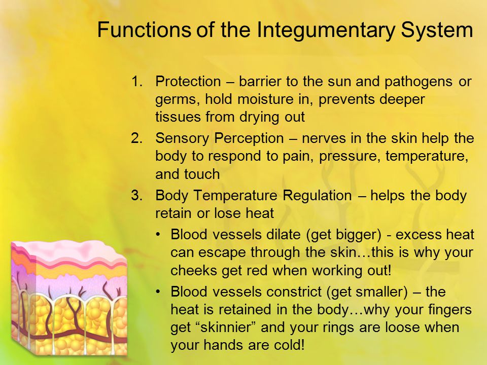 Functions of the Integumentary System 1.Protection – barrier to the sun and pathogens or germs, hold moisture in, prevents deeper tissues from drying out 2.Sensory Perception – nerves in the skin help the body to respond to pain, pressure, temperature, and touch 3.Body Temperature Regulation – helps the body retain or lose heat Blood vessels dilate (get bigger) - excess heat can escape through the skin…this is why your cheeks get red when working out.