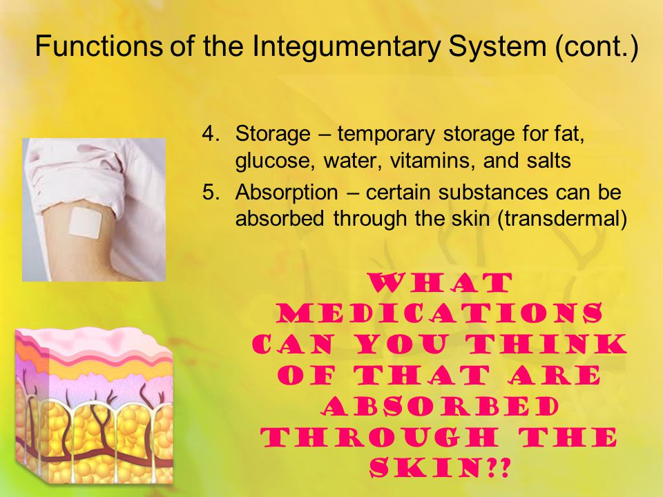 Functions of the Integumentary System (cont.) 4.Storage – temporary storage for fat, glucose, water, vitamins, and salts 5.Absorption – certain substances can be absorbed through the skin (transdermal) WHAT MEDICATIONS CAN YOU THINK OF THAT ARE ABSORBED THROUGH THE SKIN