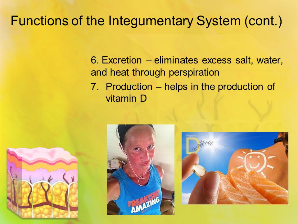 Functions of the Integumentary System (cont.) 6.
