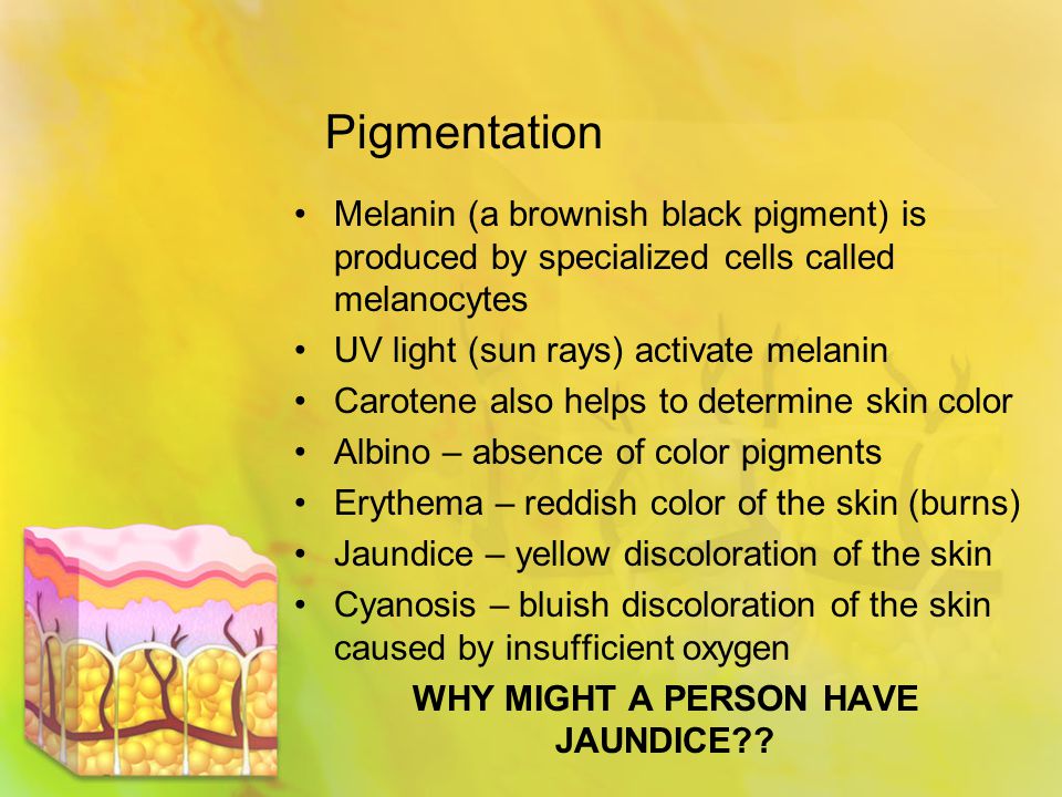 Pigmentation Melanin (a brownish black pigment) is produced by specialized cells called melanocytes UV light (sun rays) activate melanin Carotene also helps to determine skin color Albino – absence of color pigments Erythema – reddish color of the skin (burns) Jaundice – yellow discoloration of the skin Cyanosis – bluish discoloration of the skin caused by insufficient oxygen WHY MIGHT A PERSON HAVE JAUNDICE