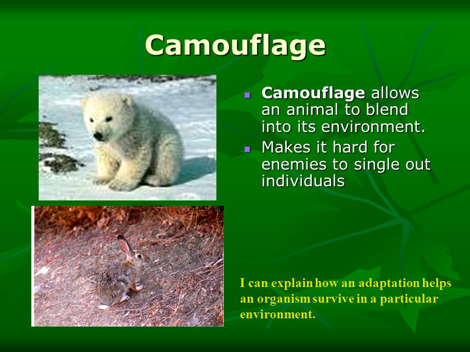 Essays About Animals