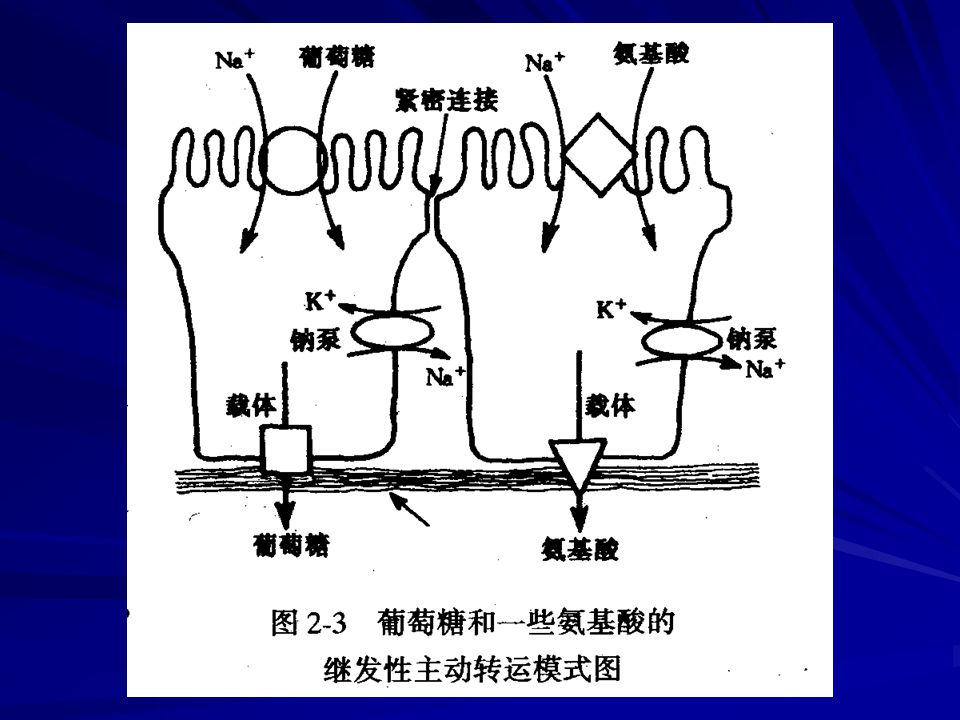 钠泵活动的生理意义 钠泵活动造成的细胞内高钾,是许多代谢 反应进行