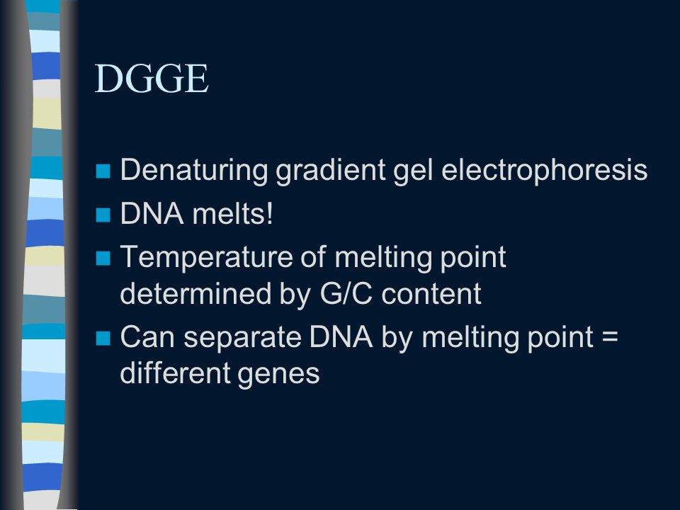 DGGE Denaturing gradient gel electrophoresis DNA melts.