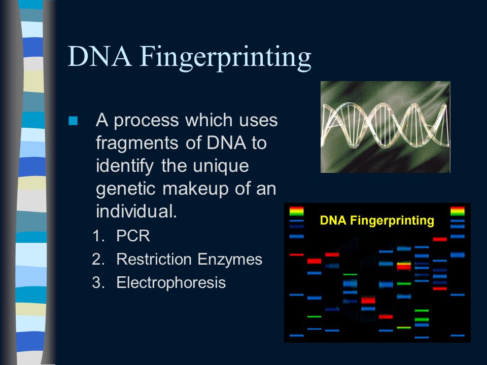 DNA Fingerprinting A process which uses fragments of DNA to identify the unique genetic makeup of an individual.
