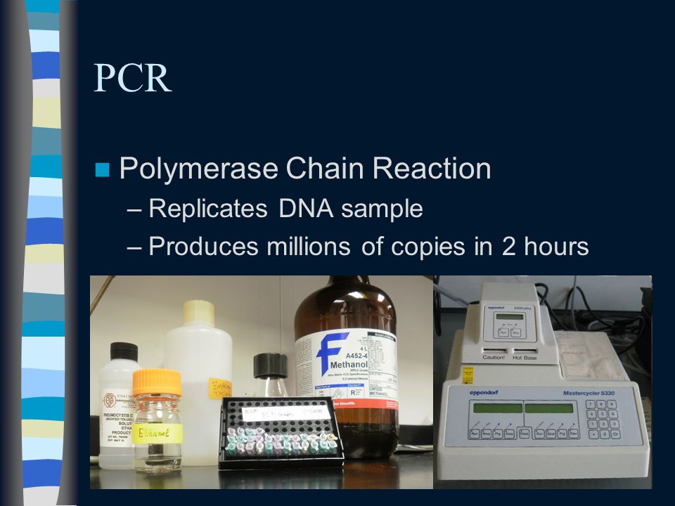 PCR Polymerase Chain Reaction –Replicates DNA sample –Produces millions of copies in 2 hours
