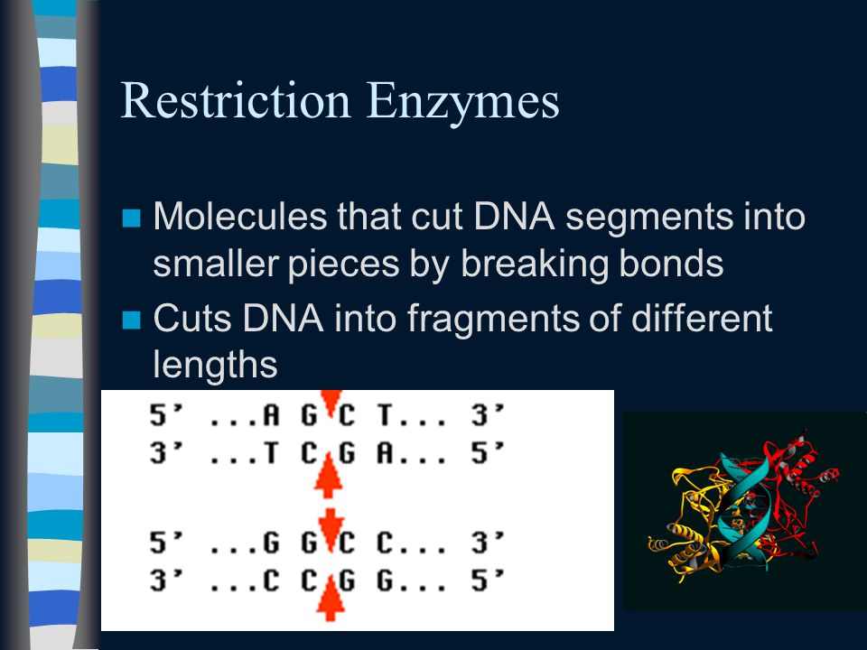 Restriction Enzymes Molecules that cut DNA segments into smaller pieces by breaking bonds Cuts DNA into fragments of different lengths