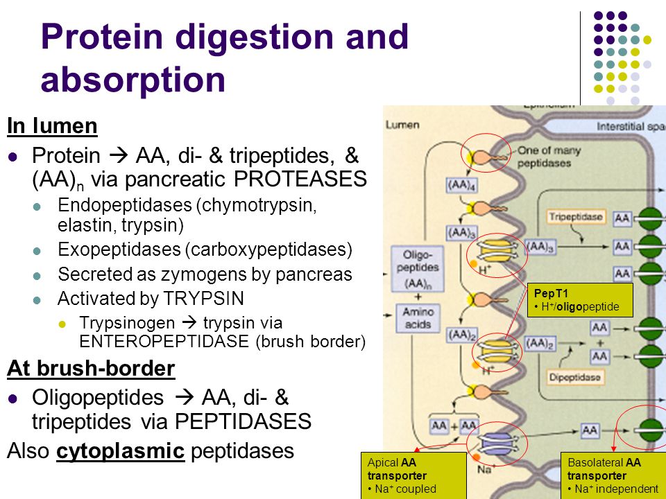 protein digestion