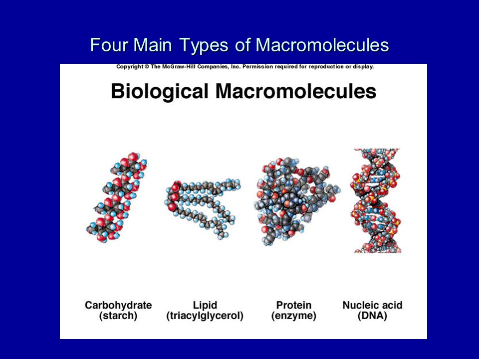 4 types of macromolecules
