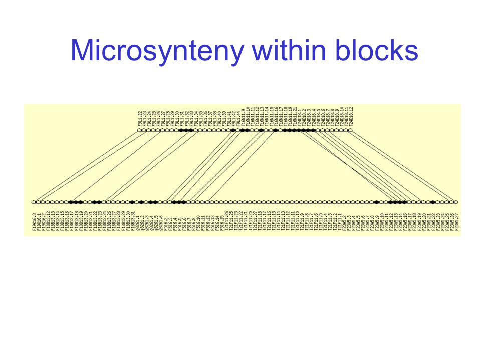 Microsynteny within blocks