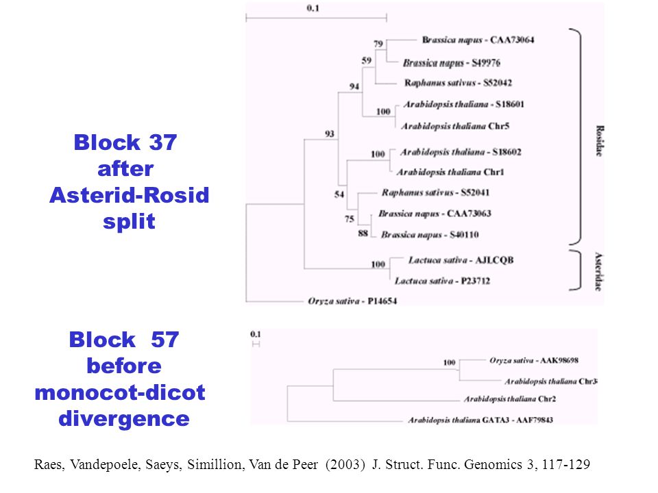 Block 37 after Asterid-Rosid split Block 57 before monocot-dicot divergence Raes, Vandepoele, Saeys, Simillion, Van de Peer (2003) J.