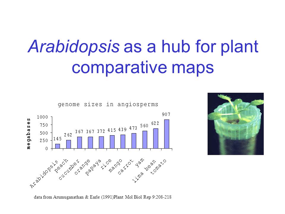 Arabidopsis as a hub for plant comparative maps data from Arumuganathan & Earle (1991)Plant Mol Biol Rep 9: