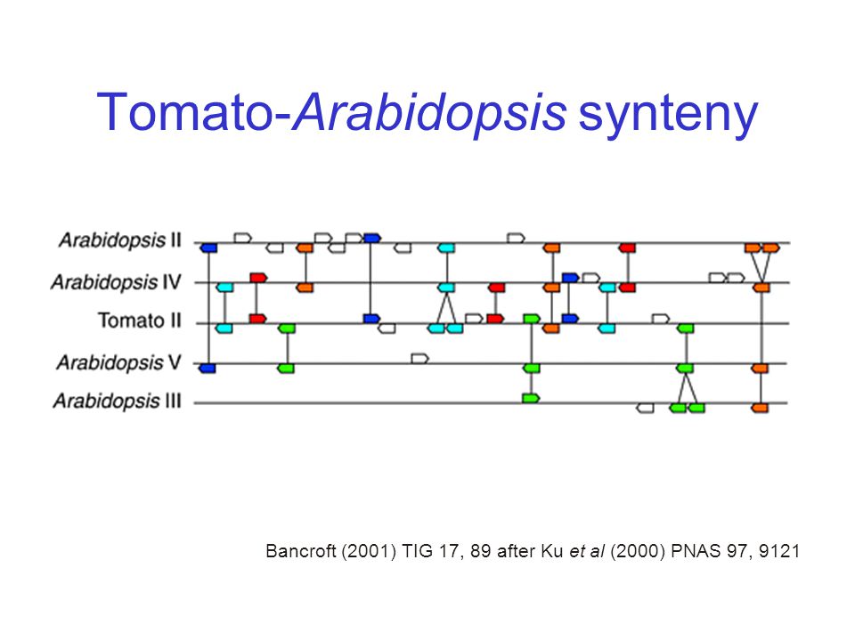 Tomato-Arabidopsis synteny Bancroft (2001) TIG 17, 89 after Ku et al (2000) PNAS 97, 9121