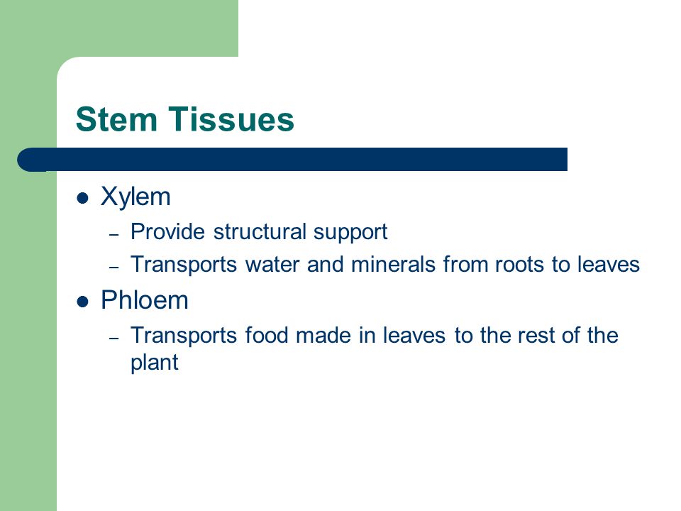 Stem Tissues Xylem – Provide structural support – Transports water and minerals from roots to leaves Phloem – Transports food made in leaves to the rest of the plant