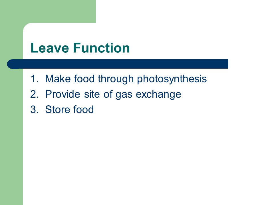 Leave Function 1. Make food through photosynthesis 2. Provide site of gas exchange 3. Store food