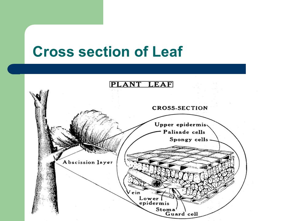 Cross section of Leaf