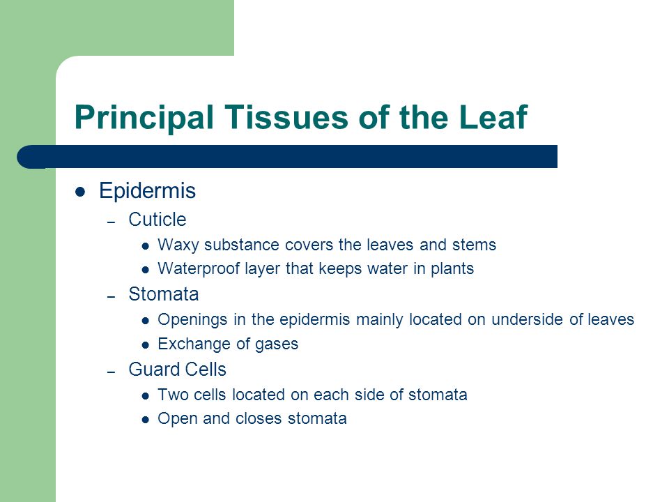 Principal Tissues of the Leaf Epidermis – Cuticle Waxy substance covers the leaves and stems Waterproof layer that keeps water in plants – Stomata Openings in the epidermis mainly located on underside of leaves Exchange of gases – Guard Cells Two cells located on each side of stomata Open and closes stomata