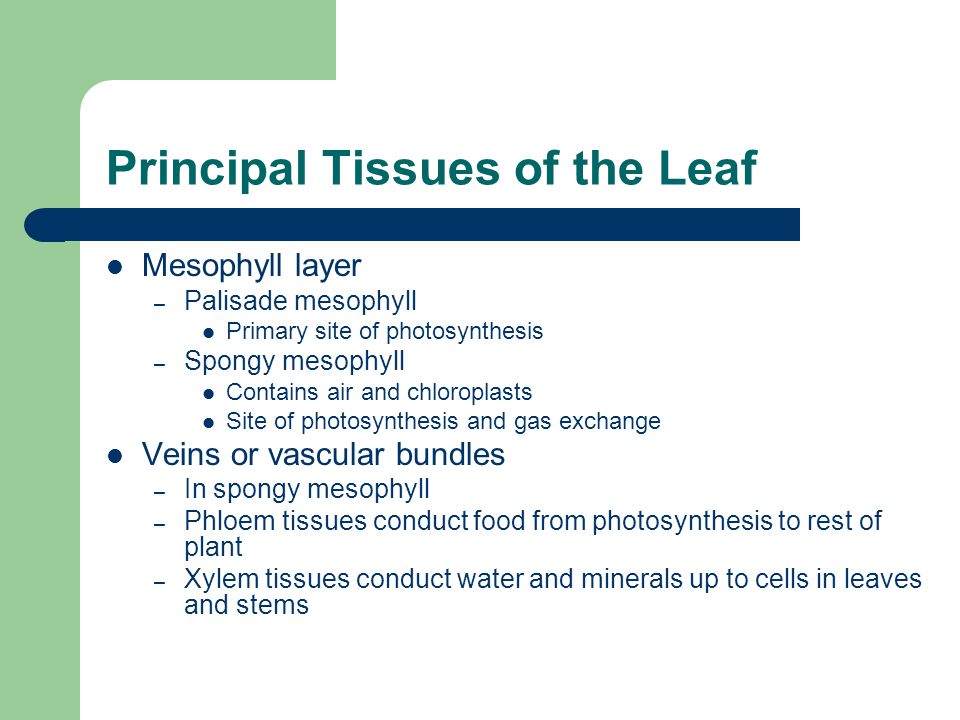 Principal Tissues of the Leaf Mesophyll layer – Palisade mesophyll Primary site of photosynthesis – Spongy mesophyll Contains air and chloroplasts Site of photosynthesis and gas exchange Veins or vascular bundles – In spongy mesophyll – Phloem tissues conduct food from photosynthesis to rest of plant – Xylem tissues conduct water and minerals up to cells in leaves and stems