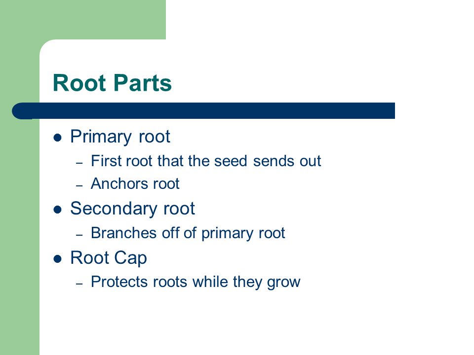 Root Parts Primary root – First root that the seed sends out – Anchors root Secondary root – Branches off of primary root Root Cap – Protects roots while they grow