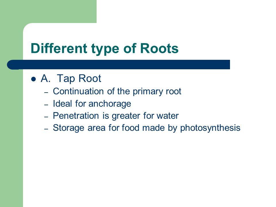 Different type of Roots A.
