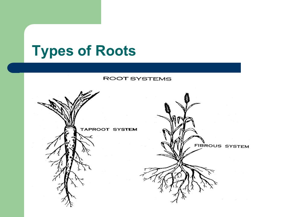 Types of Roots
