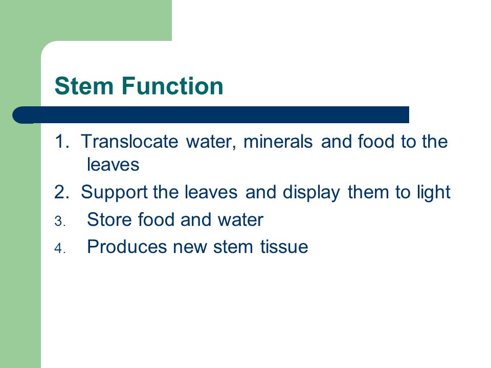 Stem Function 1. Translocate water, minerals and food to the leaves 2.