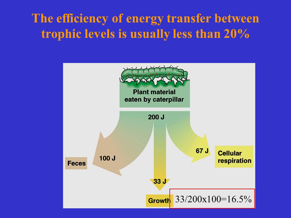 Ecosystems Human Interferences I Ecosystem The Biological 8 The Efficiency Of Energy Transfer Between Trophic Levels Is Usually Less Than 20 33 200x100 16 5