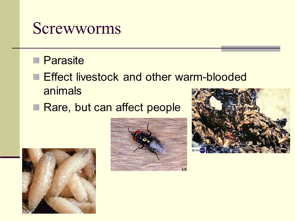 Screwworms Parasite Effect livestock and other warm-blooded animals Rare, but can affect people
