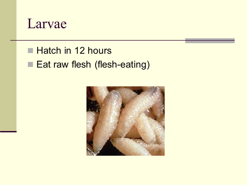 Larvae Hatch in 12 hours Eat raw flesh (flesh-eating)