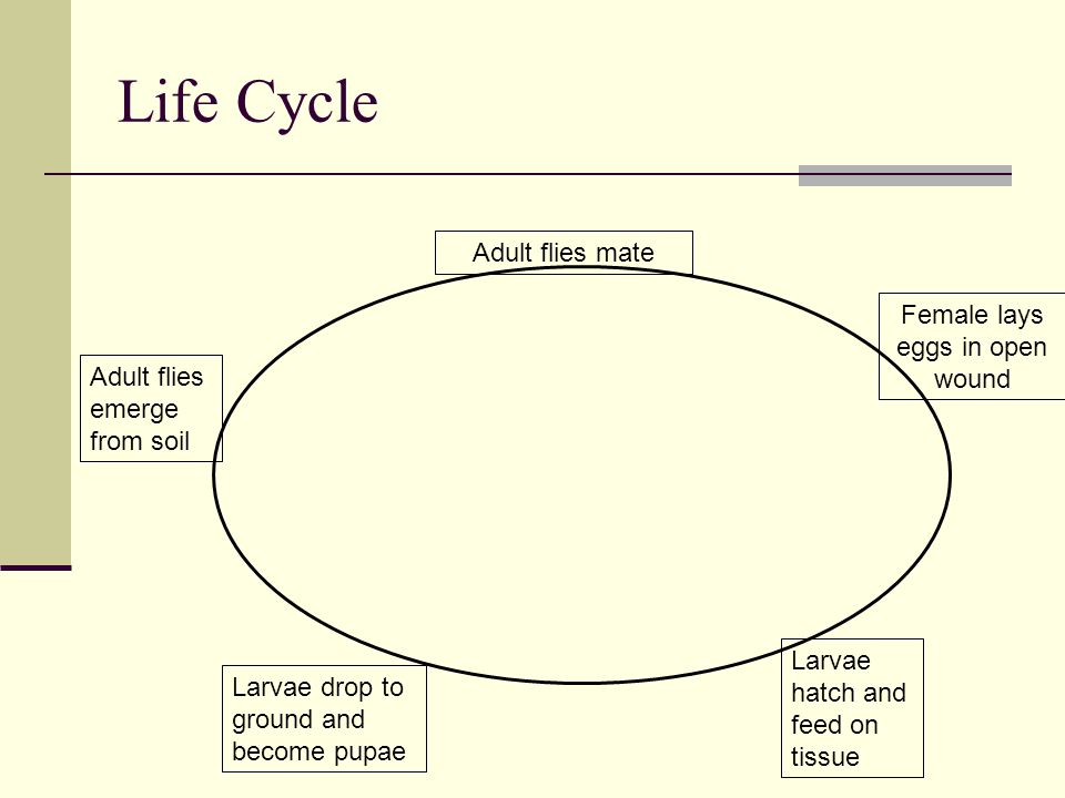 Life Cycle Adult flies mate Female lays eggs in open wound Larvae hatch and feed on tissue Larvae drop to ground and become pupae Adult flies emerge from soil