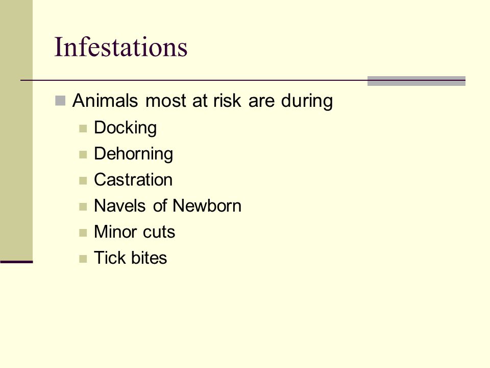 Infestations Animals most at risk are during Docking Dehorning Castration Navels of Newborn Minor cuts Tick bites