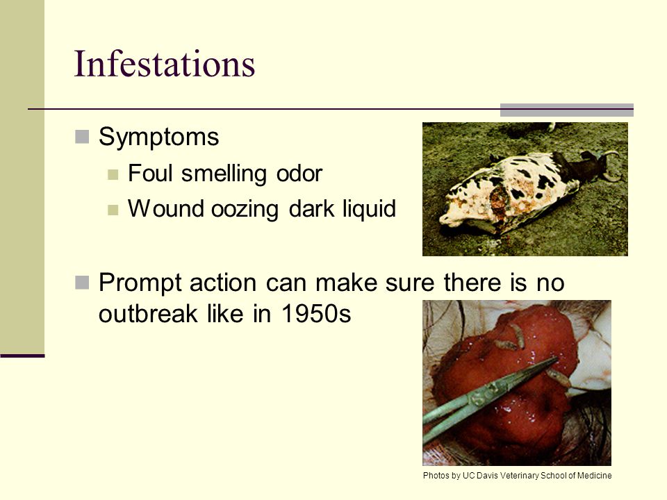 Infestations Symptoms Foul smelling odor Wound oozing dark liquid Prompt action can make sure there is no outbreak like in 1950s Photos by UC Davis Veterinary School of Medicine