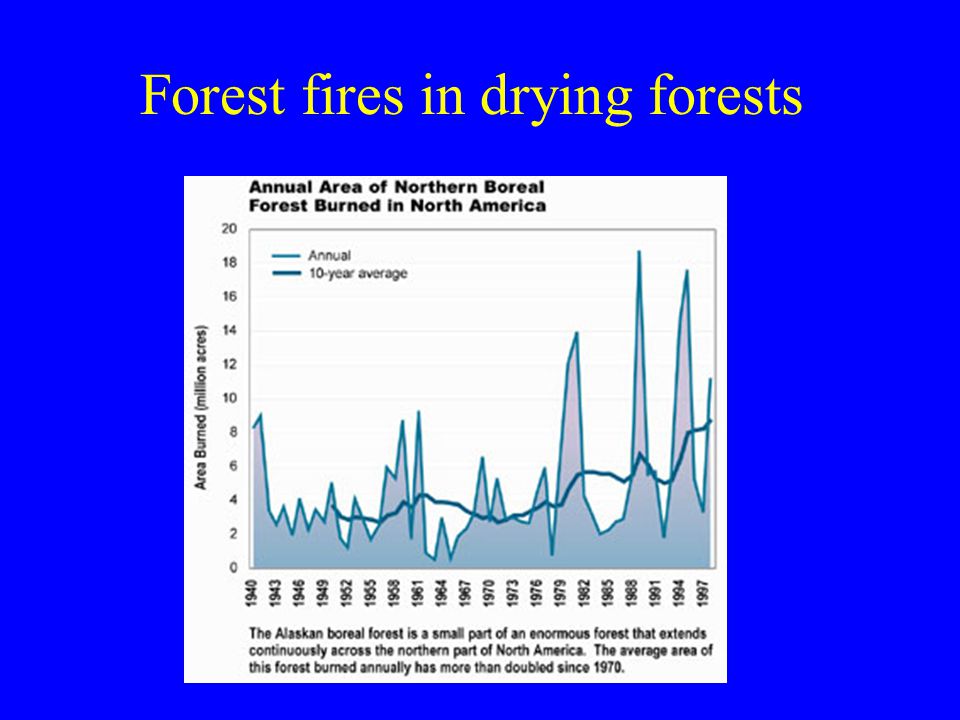 Forest fires in drying forests
