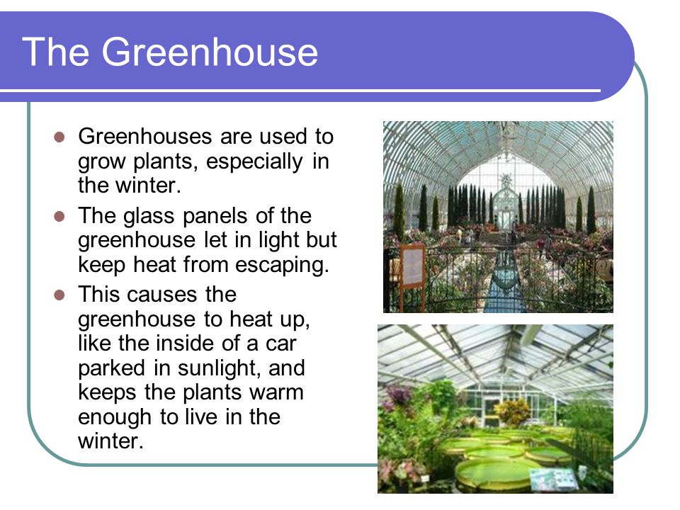 The Greenhouse Greenhouses are used to grow plants, especially in the winter.