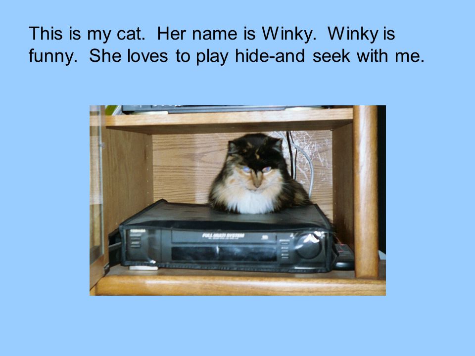 This is my cat. Her name is Winky. Winky is funny. She loves to play hide-and seek with me.