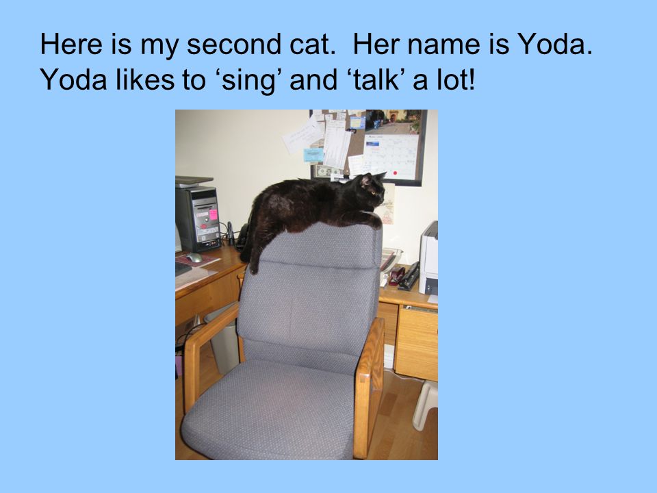 Here is my second cat. Her name is Yoda. Yoda likes to ‘sing’ and ‘talk’ a lot!