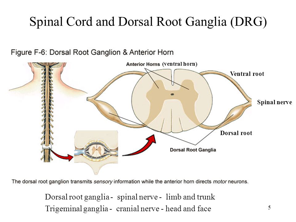 Putin Spinal Cancer