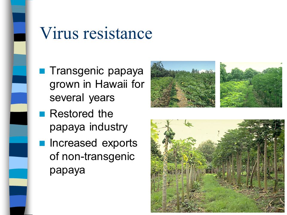 Virus resistance Transgenic papaya grown in Hawaii for several years Restored the papaya industry Increased exports of non-transgenic papaya