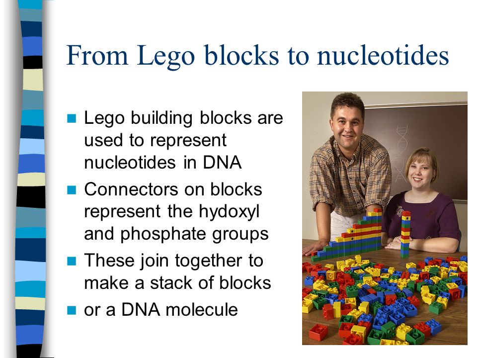 From Lego blocks to nucleotides Lego building blocks are used to represent nucleotides in DNA Connectors on blocks represent the hydoxyl and phosphate groups These join together to make a stack of blocks or a DNA molecule