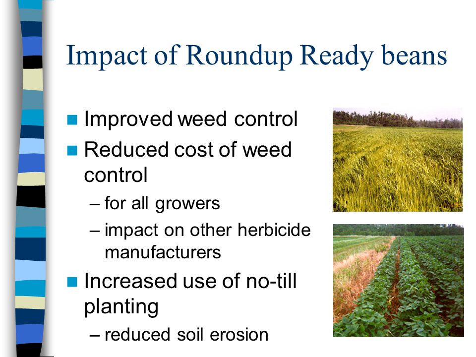 Impact of Roundup Ready beans Improved weed control Reduced cost of weed control –for all growers –impact on other herbicide manufacturers Increased use of no-till planting –reduced soil erosion